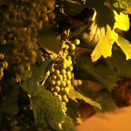 Simonis 3* Kobern-Gondorf